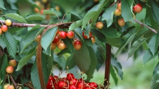 Bé nuốt phải hạt cherry