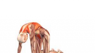 Tác dụng tuyệt vời với sức khỏe từ tư thế mèo - bò trong yoga