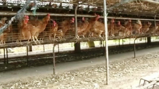 Mùi hôi và ruồi nhặng xuất hiện nhiều do ô nhiễm từ các hộ chăn nuôi làm đảo lộn cuộc sống của người dân
