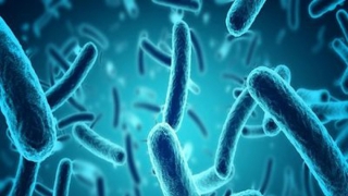 Khuẩn E.coli gây tiêu chảy kéo dài