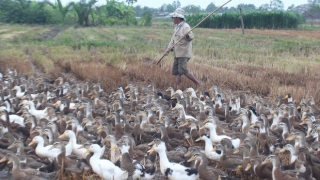 Quyết liệt triển khai hoạt đồng phòng chống các chủng virus cúm gia cầm lây sang người