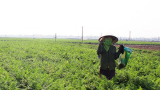 Nông dân Hải Dương được cấp thẻ để ra đồng