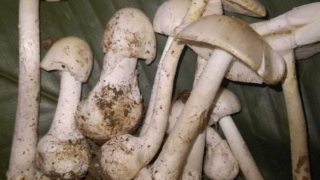 4 người tại Sơn La bị ngộ độc nấm