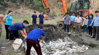 Thanh Hoá: Hàng loạt cá chết bất thường tại thị xã Nghi Sơn