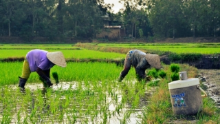 Thanh Hóa: Đảm bảo cung cấp đủ nước cho hàng chục nghìn hecta lúa và hoa màu