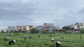 Phụ nữ Quế Võ thực hiện nhiệm vụ kép vừa chống dịch hiệu quả, vừa tham gia tốt công tác bầu cử tại địa phương