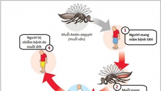 Cách nhận biết và phòng chống sốt xuất huyết