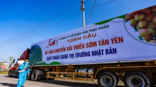 Người dân Bắc Giang đón một vụ mùa vải thiều đặc biệt