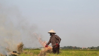 Xử lý nghiêm việc đốt rơm rạ không đúng quy định, gây ô nhiễm môi trường và ảnh hưởng đến sức khỏe cộng đồng