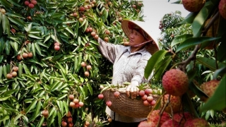 Bắc Giang: Đáp ứng nhu cầu sử dụng lao động thời vụ tại địa phương trong dịch COVID-19