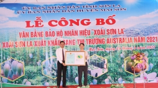 Sơn La: 25 tấn xoài tượng da xanh vượt dịch COVID-19 xuất khẩu sang thị trường Australia