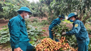 Bắc Giang: Lập kỷ lục về sản lượng, chất lượng và tiêu thụ vải thiều giữa đại dịch COVID-19