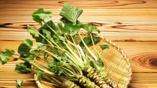 Wasabi – Thảo dược quý