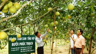 Tiêu thụ bưởi Phúc Trạch thông qua kênh truyền thống và hiện đại thuận lợi trong mùa dịch COVID-19