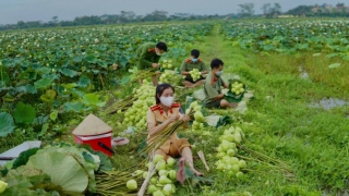 Hà Nội: Chùm ảnh Công an huyện Ứng Hòa thu hoạch sen cho người dân