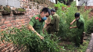 Vĩnh Phúc: Phát hiện 1 gia đình trồng hàng trăm cây cần sa quanh nhà