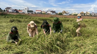 Quảng Bình: Lực lượng chức năng thu hoạch lúa cho người dân