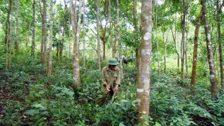 Phê duyệt Đề án “Bảo vệ và phát triển rừng vùng ven biển nhằm ứng phó với biến đổi khí hậu và thúc đẩy tăng trưởng xanh giai đoạn 2021-2030'