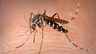 Bệnh Chikungunya có những triệu chứng gì?