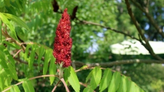 Lợi ích cho sức khỏe của cây Sumac