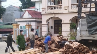 Hà Giang: Bắt giữ vụ vận chuyển lượng lớn lâm sản quý hiếm trái phép