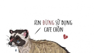 Tại sao không nên uống cà phê chồn?