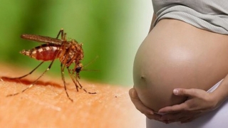 Ảnh hưởng của virus Zika đối với thai kỳ và thai nhi