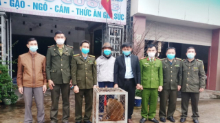 Hà Tĩnh: Bàn giao một cá thể động vật hoang dã quý cho Vườn quốc gia Vũ Quang