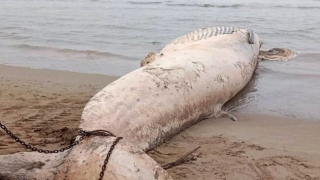 Thanh Hóa phát hiện xác cá voi gần 10 tấn trôi dạt vào bờ biển