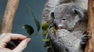 Australia: Cảnh báo nguy cơ gấu túi tuyệt chủng