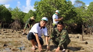 Bà Rịa - Vũng Tàu ứng phó với biến đổi khí hậu: Tập trung vào đê biển và rừng chắn sóng