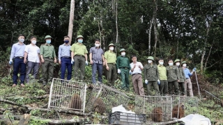 Hà Tĩnh: Thả 39 cá thể động vật hoang dã về môi trường tự nhiên