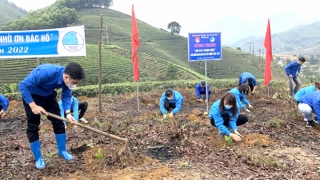 Phú Thọ: Tuổi trẻ Đất Tổ chung tay trồng 1 tỷ cây xanh