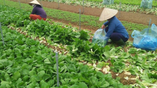 Tháng hành động Vệ sinh an toàn thực phẩm 2022: Kiểm soát đầu vào và liên kết chuỗi cung ứng