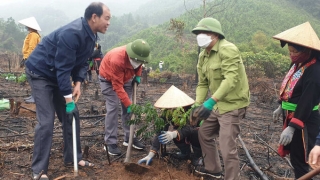 Quảng Ninh ứng phó với biến đổi khí hậu: Hồi sinh những cánh rừng gỗ lớn