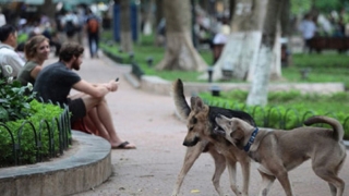 Hà Nội lập đội săn bắt chó thả rông nhằm phòng chống bệnh dại