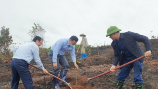 Quảng Ninh phát động trồng rừng lim, giổi, lát tại huyện Tiên Yên và Bình Liêu