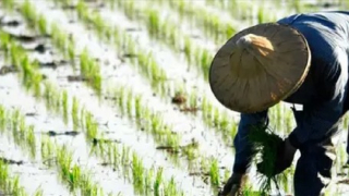 Châu Á: Biến đổi khí hậu đang thách thức ngành nông nghiệp