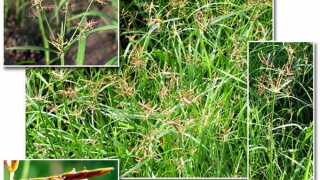 Củ gấu biển – vị thuốc chữa bệnh phụ nữ
