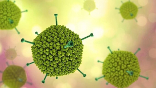 Viêm gan lạ ở trẻ em trên thế giới có thể do virus Adeno