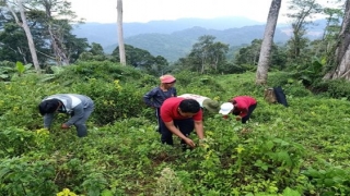 Tiềm năng phát triển dược liệu trong sản xuất đáp ứng nhu cầu trong nước và xuất khẩu