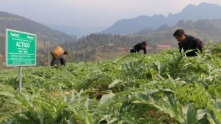 Ứng dụng khoa học công nghệ phát triển vùng trồng dược liệu theo tiêu chuẩn GACP-WHO ở Việt Nam