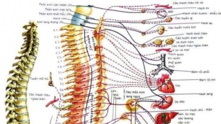 Cách xử lý các bệnh do cột sống bất thường