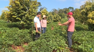 Trường Sinh Group phát triển sản phẩm thảo dược song song với phát triển vùng trồng dược liệu