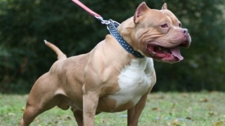 Bình Phước: Chó Pitbull cắn chết bé 8 tuổi