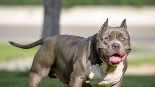 Thanh Hóa: Một phụ nữ bị chó Pitbull tấn công khiến tử vong