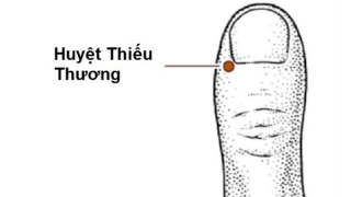 Châm cứu, bấm huyệt Thiếu Thương giúp điều trị các bệnh phế quản