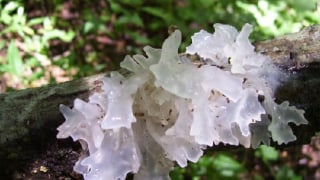Mộc nhĩ trắng giúp hạ huyết áp, giảm mỡ máu