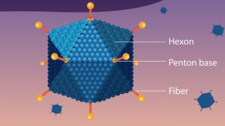 Bệnh do virus Adeno từng lưu hành rộng rãi ở nhiều nơi trong cả nước