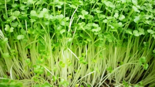 Lợi ích bất ngờ của microgreen